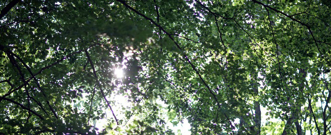 Symbolbild für das Darmkrebszentrum. Licht scheint durch ein Blätterdach.